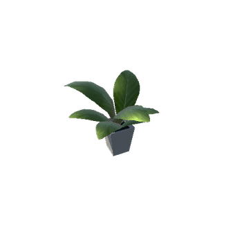 plant4 Variant